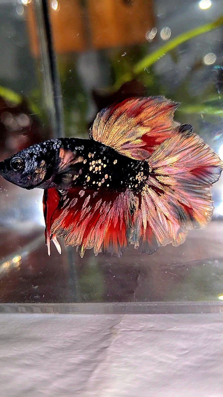 LUXURY HALFMOON FEATHER TAIL BLACK GALAXY COPPER GOLD AVATAR RED WASH BETTA FISH