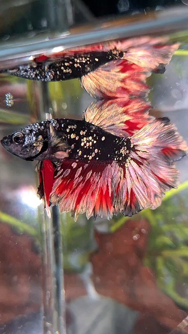 LUXURY HALFMOON FEATHER TAIL BLACK GALAXY COPPER GOLD AVATAR RED WASH BETTA FISH