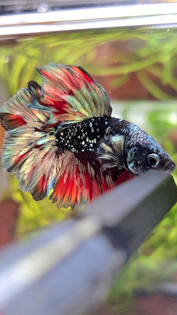 LUXURY HALFMOON FEATHER TAIL BLACK GALAXY COPPER GOLD AVATAR RED WASH BETTA FISH