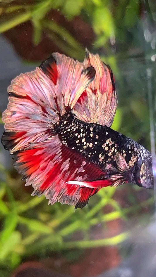 LUXURY HALFMOON FEATHER TAIL BLACK GALAXY COPPER GOLD AVATAR RED WASH BETTA FISH