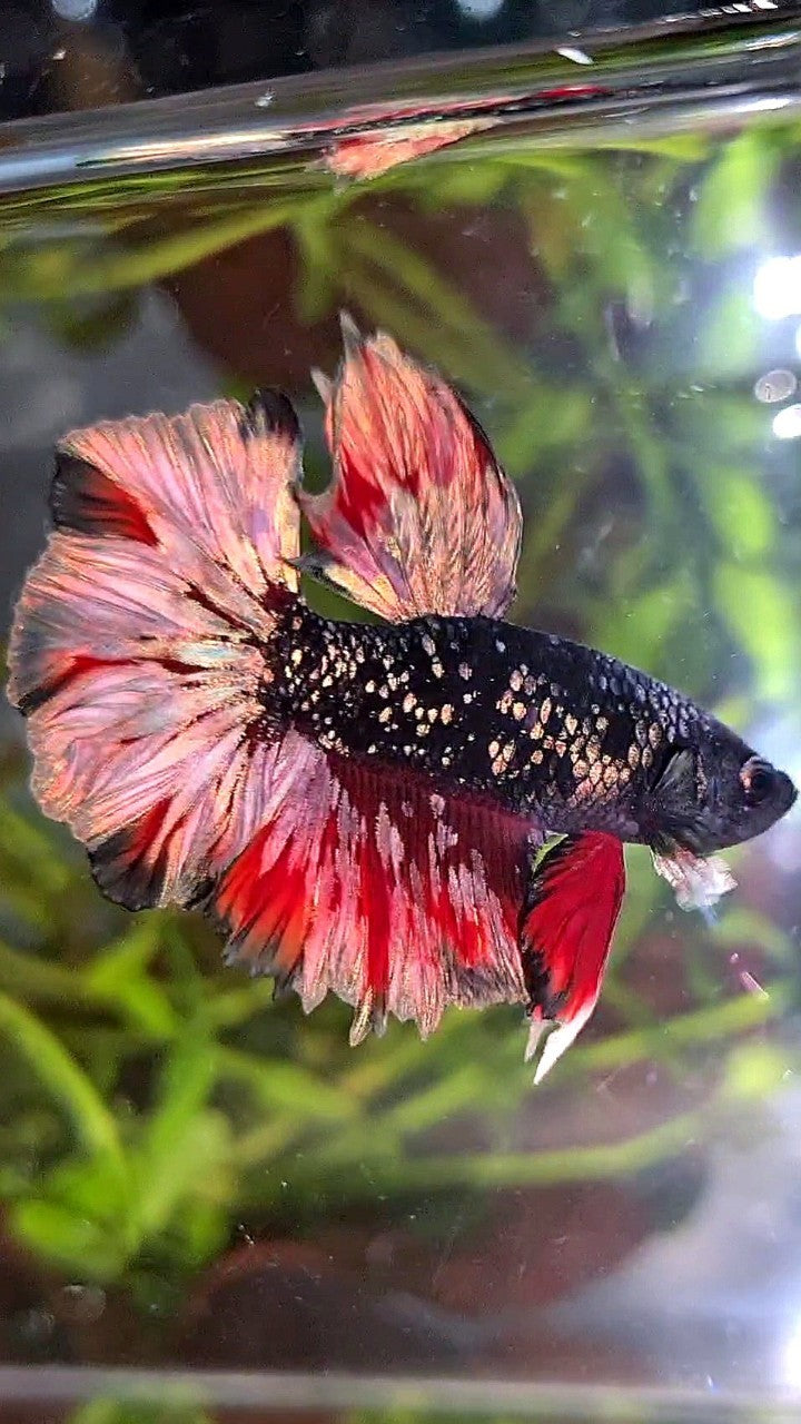 LUXURY HALFMOON FEATHER TAIL BLACK GALAXY COPPER GOLD AVATAR RED WASH BETTA FISH