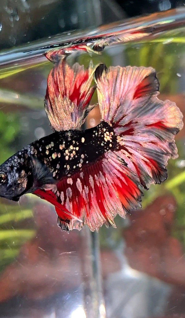 LUXURY HALFMOON FEATHER TAIL BLACK GALAXY COPPER GOLD AVATAR RED WASH BETTA FISH