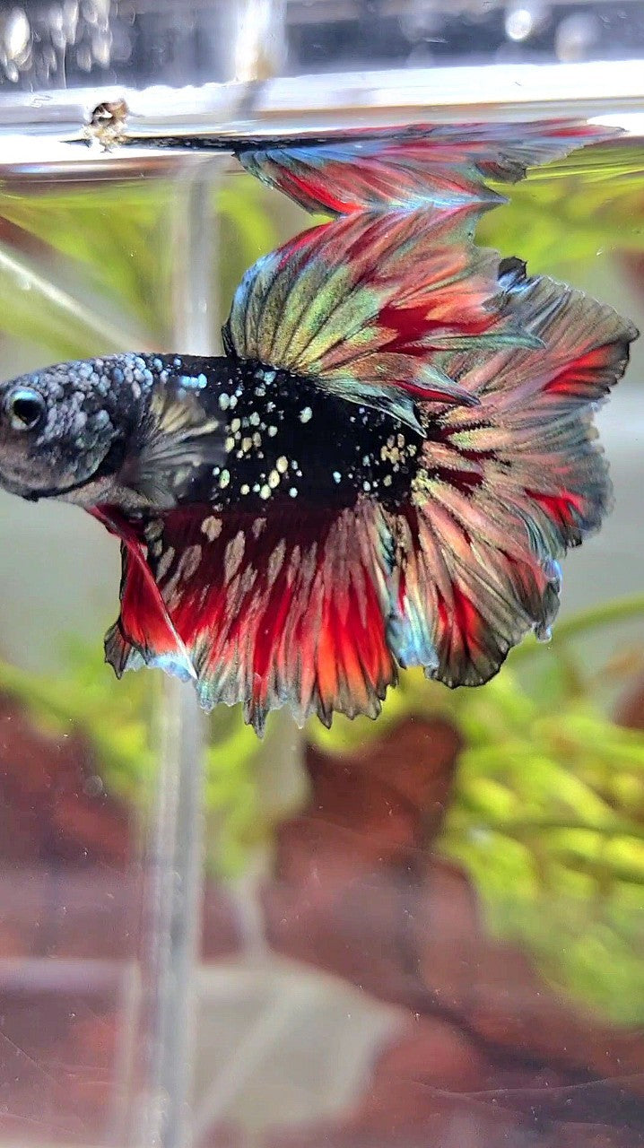 LUXURY HALFMOON FEATHER TAIL BLACK GALAXY COPPER GOLD AVATAR RED WASH BETTA FISH