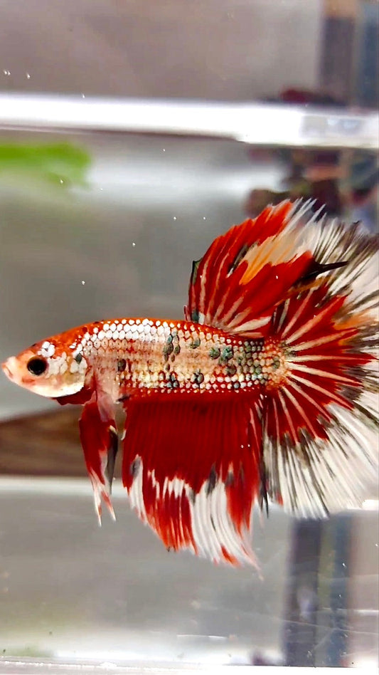 XL HALFMOON ROSETAIL RED COPPER MULTICOLOR BETTA FISH