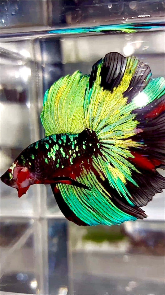 "KALIMAYA" HALFMOON ROSETAIL BLACK GALAXY GREEN BLUE AVATAR BETTA FISH
