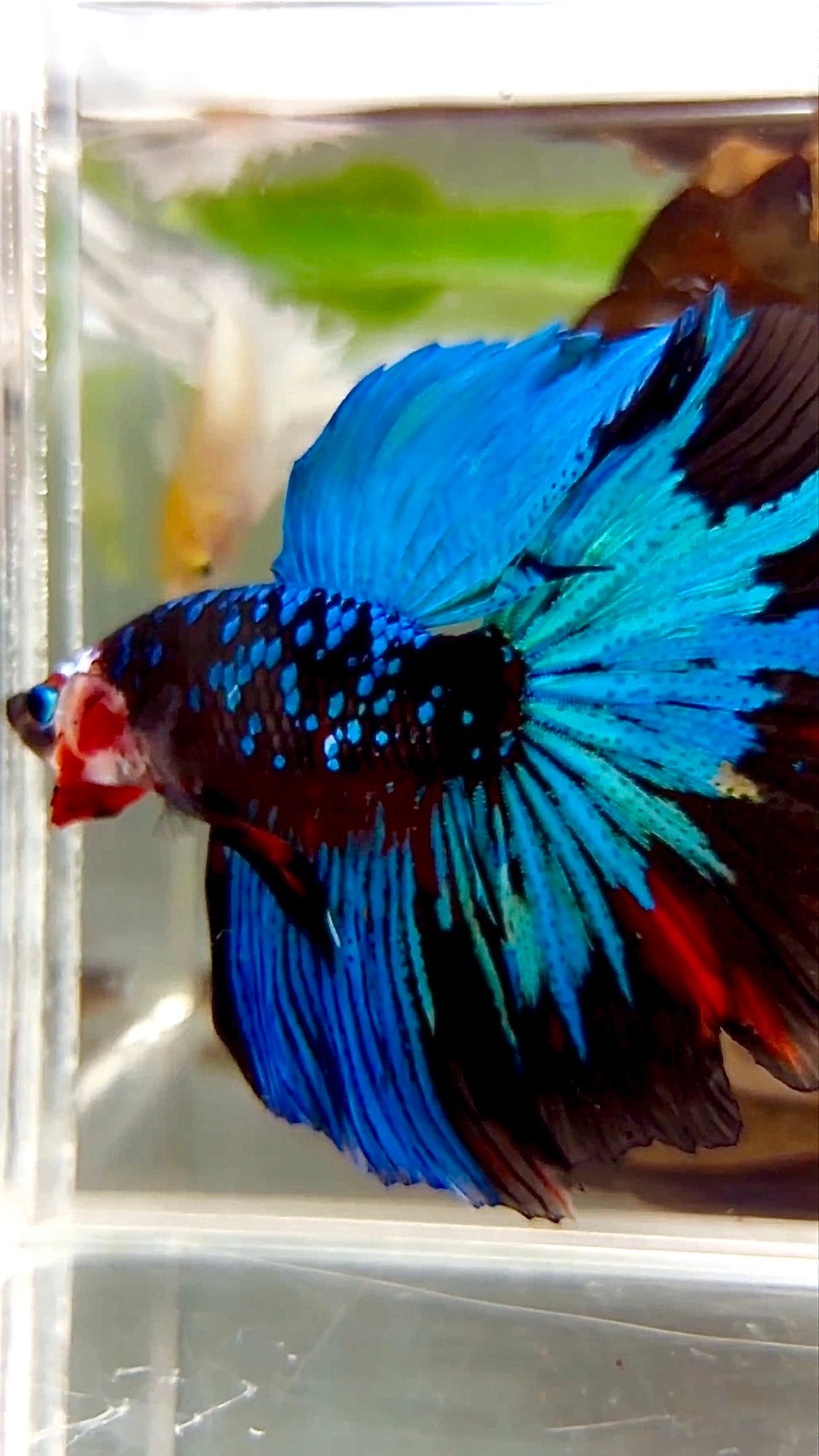 "KALIMAYA" HALFMOON ROSETAIL BLACK GALAXY GREEN BLUE AVATAR BETTA FISH