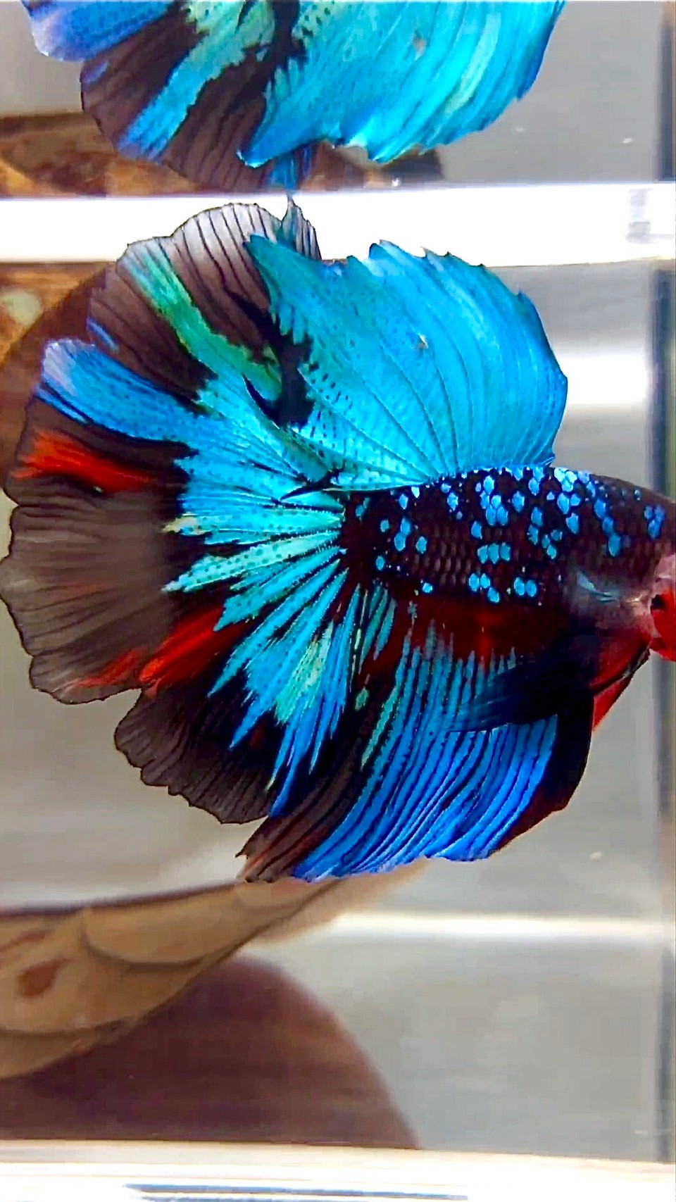 "KALIMAYA" HALFMOON ROSETAIL BLACK GALAXY GREEN BLUE AVATAR BETTA FISH