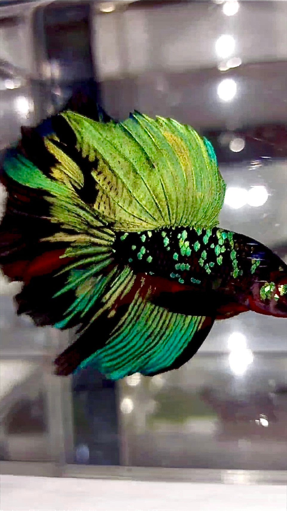 "KALIMAYA" HALFMOON ROSETAIL BLACK GALAXY GREEN BLUE AVATAR BETTA FISH
