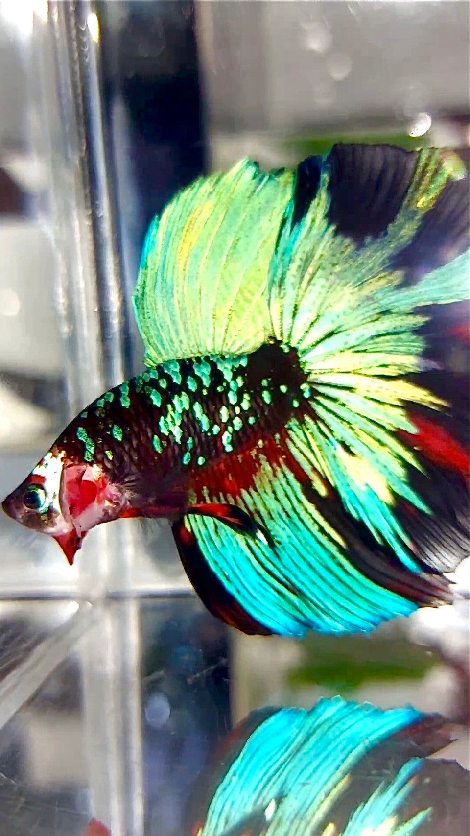"KALIMAYA" HALFMOON ROSETAIL BLACK GALAXY GREEN BLUE AVATAR BETTA FISH