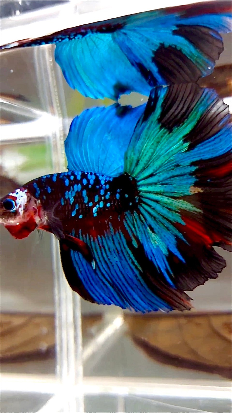 "KALIMAYA" HALFMOON ROSETAIL BLACK GALAXY GREEN BLUE AVATAR BETTA FISH