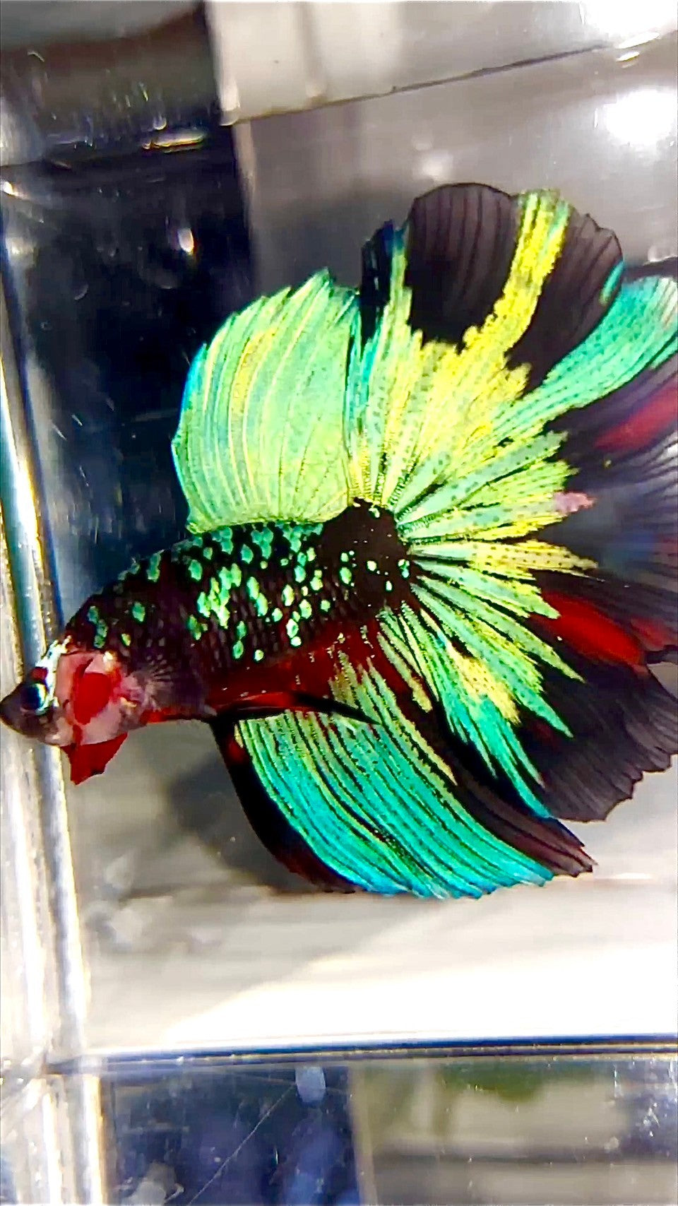 "KALIMAYA" HALFMOON ROSETAIL BLACK GALAXY GREEN BLUE AVATAR BETTA FISH