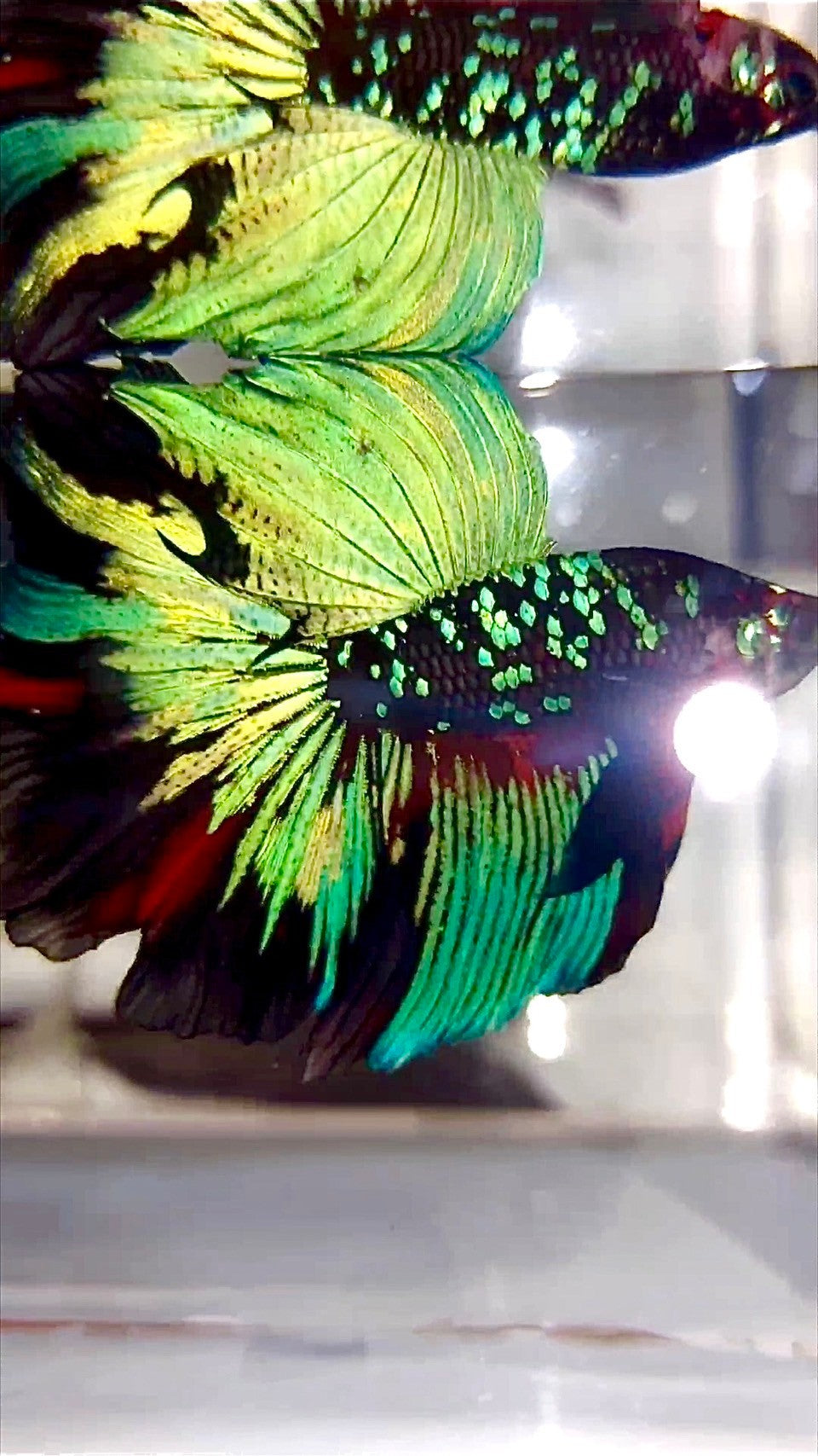 "KALIMAYA" HALFMOON ROSETAIL BLACK GALAXY GREEN BLUE AVATAR BETTA FISH