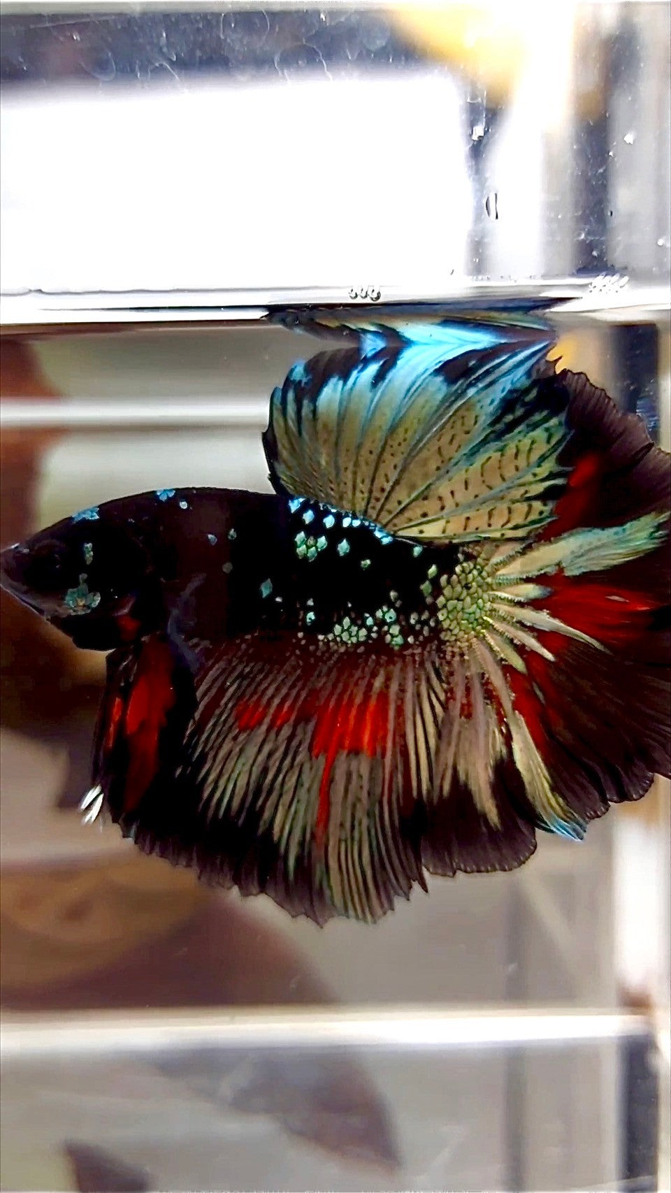HALFMOON ROSETAIL BLACK GALAXY COPPER AVATAR BETTA FISH
