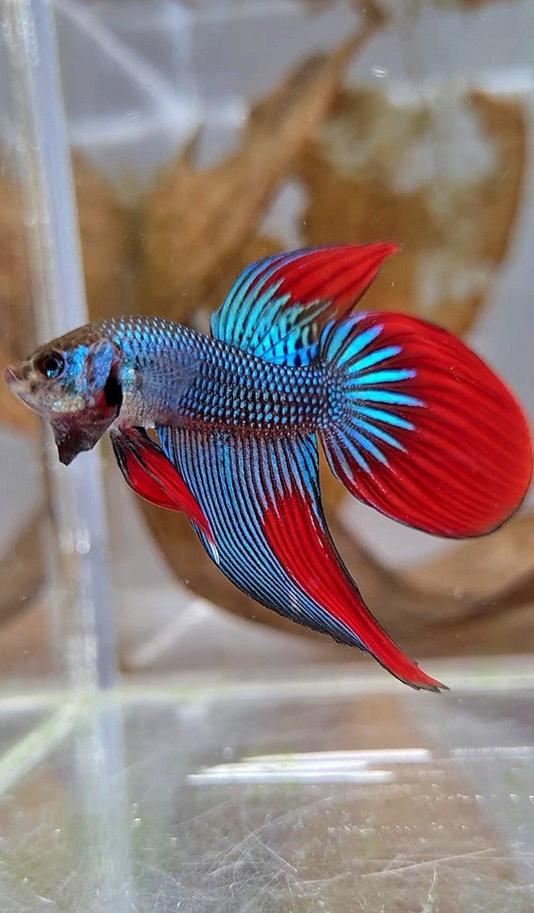 LONGFIN VEILTAIL IMBELIS GREEN RED HYBRID WILD BETTA FISH
