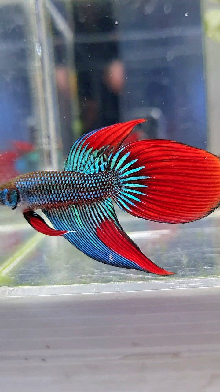 LONGFIN VEILTAIL IMBELIS GREEN RED HYBRID WILD BETTA FISH
