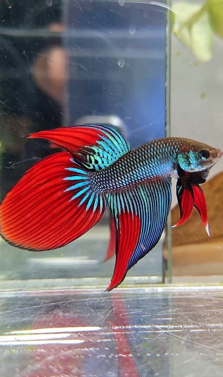 LONGFIN VEILTAIL IMBELIS GREEN RED HYBRID WILD BETTA FISH