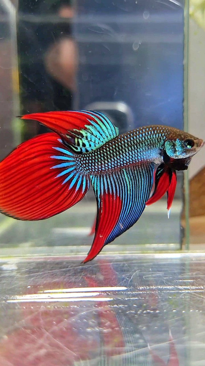 LONGFIN VEILTAIL IMBELIS GREEN RED HYBRID WILD BETTA FISH