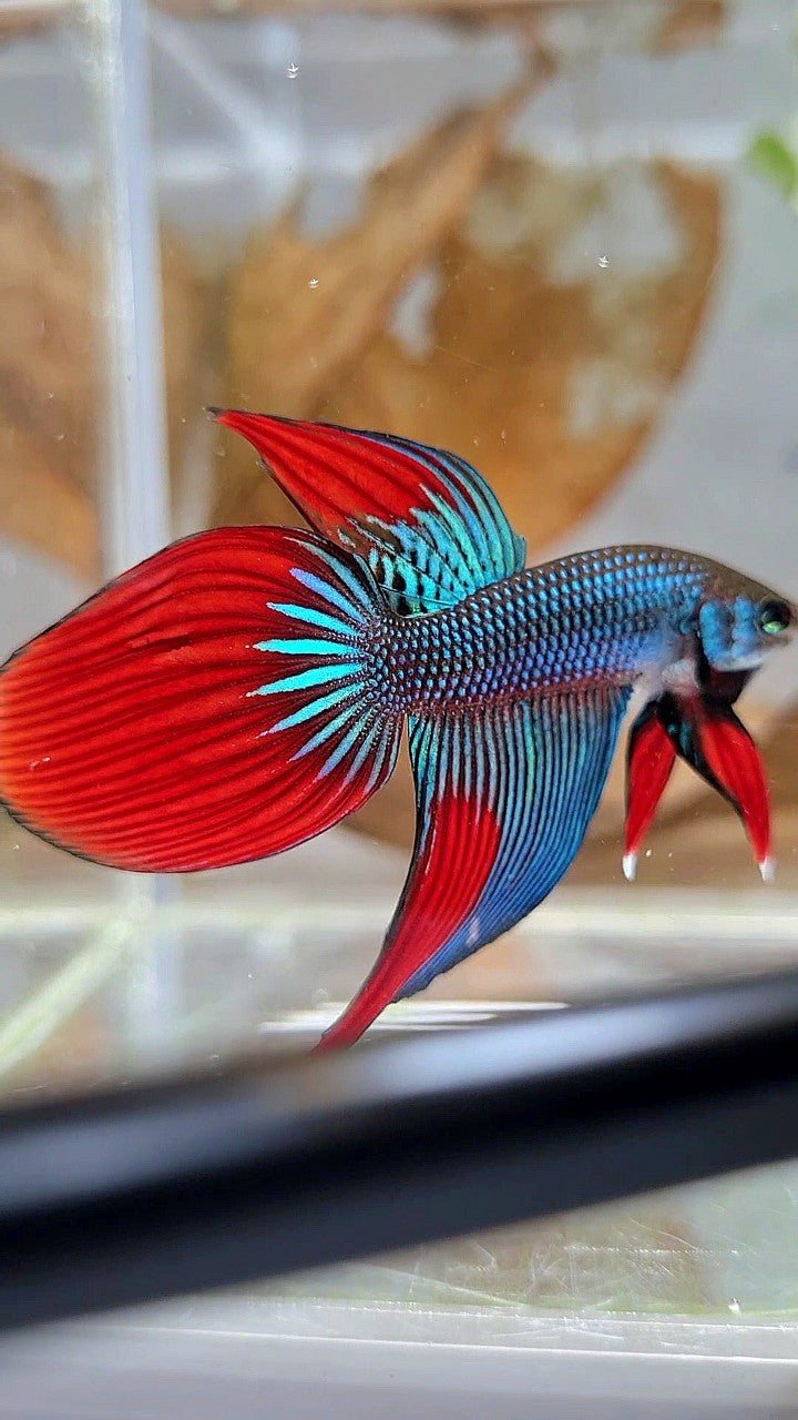 LONGFIN VEILTAIL IMBELIS GREEN RED HYBRID WILD BETTA FISH