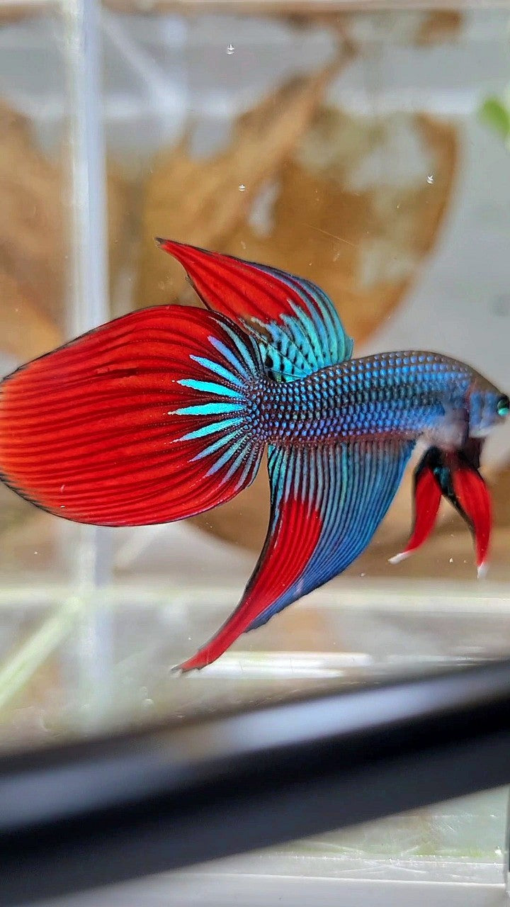 LONGFIN VEILTAIL IMBELIS GREEN RED HYBRID WILD BETTA FISH