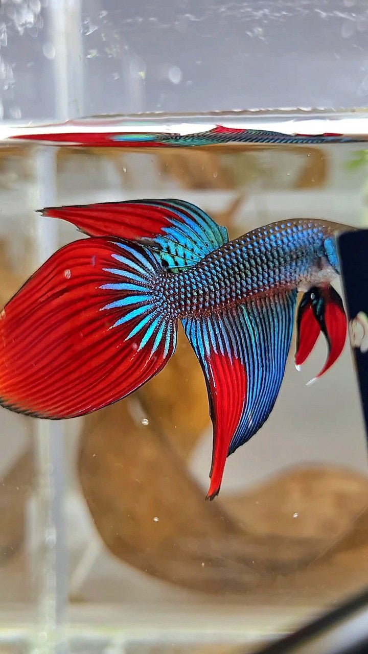LONGFIN VEILTAIL IMBELIS GREEN RED HYBRID WILD BETTA FISH