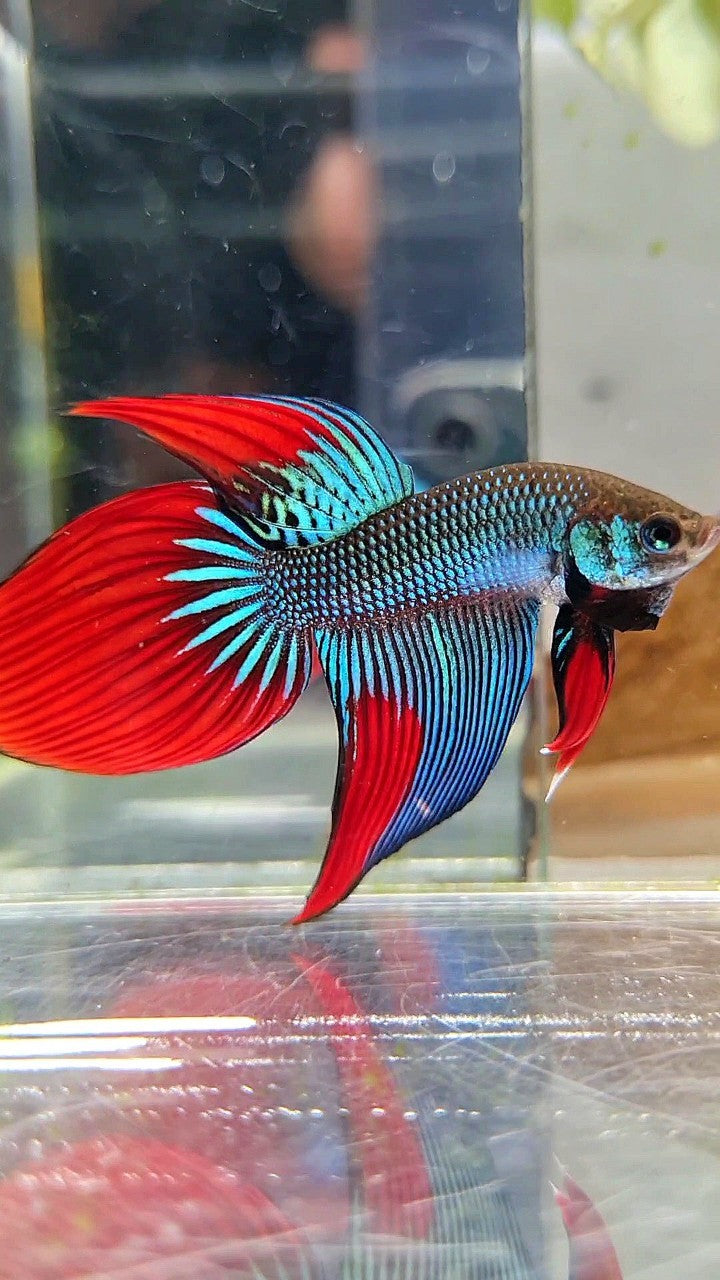 LONGFIN VEILTAIL IMBELIS GREEN RED HYBRID WILD BETTA FISH
