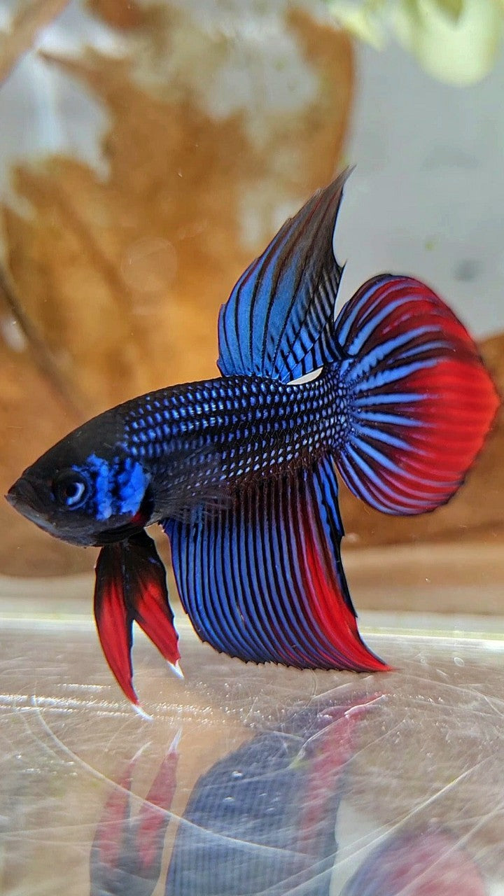 LONGFIN VEILTAIL IMBELIS BLUE RED HYBRID WILD BETTA FISH