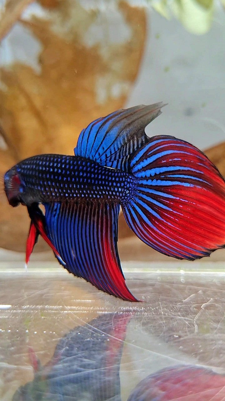 LONGFIN VEILTAIL IMBELIS BLUE RED HYBRID WILD BETTA FISH