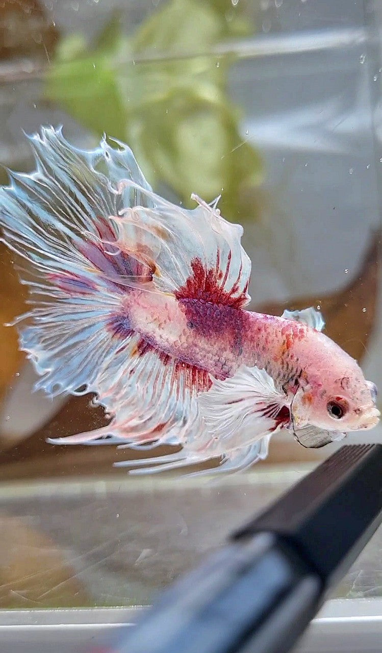 HALFSUN DUMBO EAR WHITE RED KOI BETTA FISH