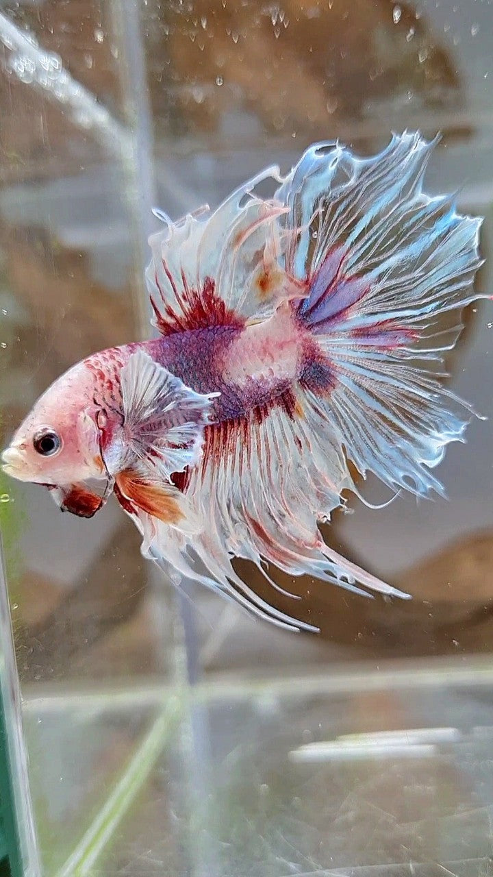 HALFSUN DUMBO EAR WHITE RED KOI BETTA FISH
