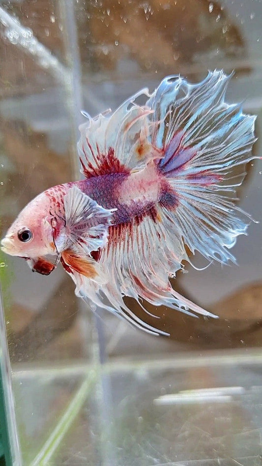 HALFSUN DUMBO EAR WHITE RED KOI BETTA FISH