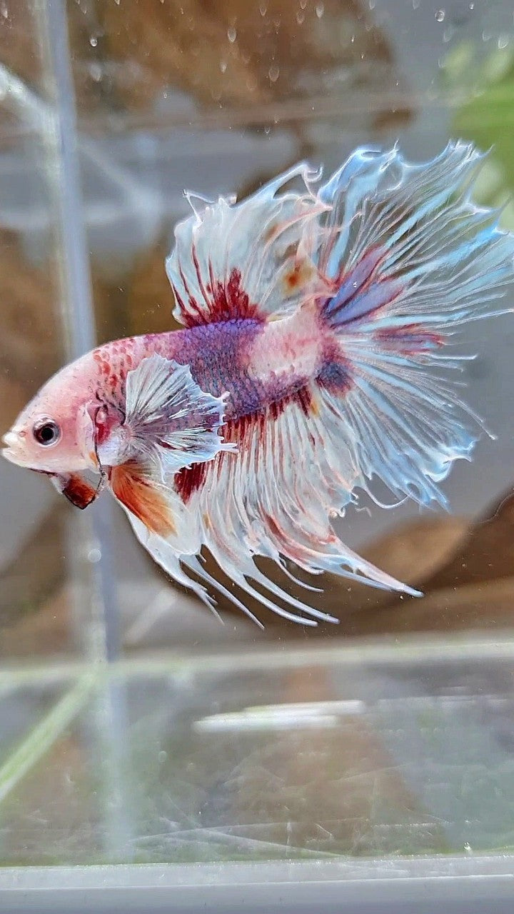 HALFSUN DUMBO EAR WHITE RED KOI BETTA FISH