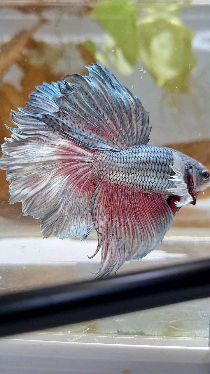 HALFMOON DUMBO EAR ROSETAIL FULL COPPER BETTA FISH
