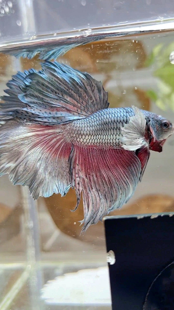 HALFMOON DUMBO EAR ROSETAIL FULL COPPER BETTA FISH