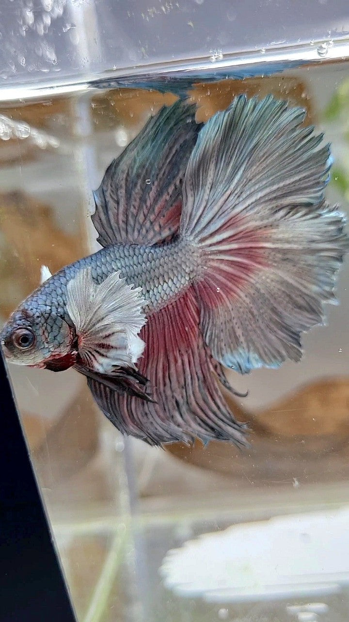 HALFMOON DUMBO EAR ROSETAIL FULL COPPER BETTA FISH