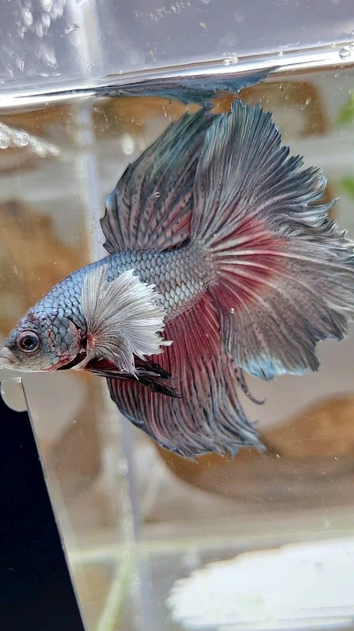 HALFMOON DUMBO EAR ROSETAIL FULL COPPER BETTA FISH