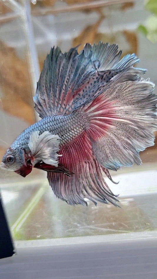 HALFMOON DUMBO EAR ROSETAIL FULL COPPER BETTA FISH