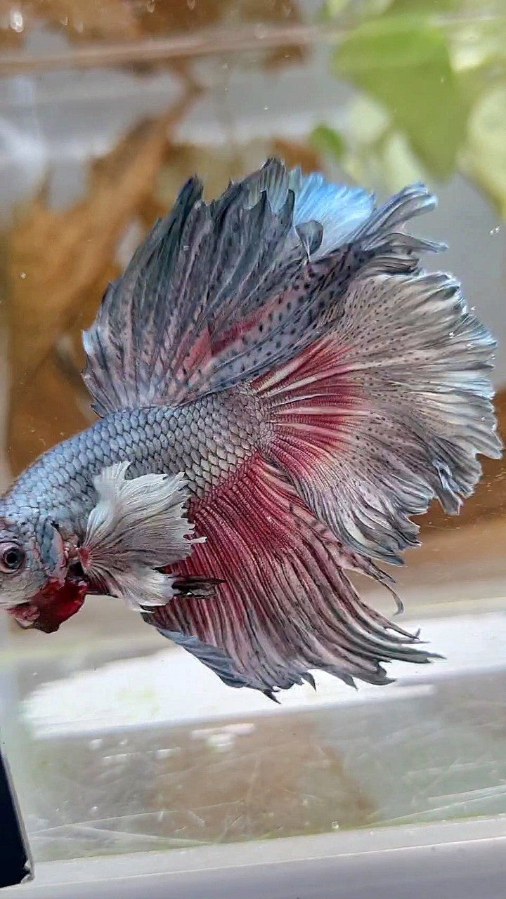 HALFMOON DUMBO EAR ROSETAIL FULL COPPER BETTA FISH