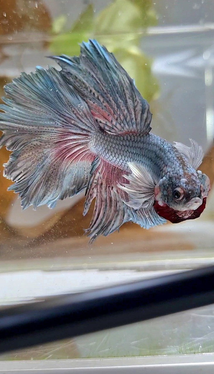 HALFMOON DUMBO EAR ROSETAIL FULL COPPER BETTA FISH