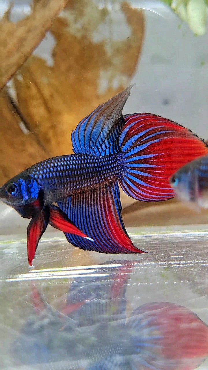 LONGFIN VEILTAIL IMBELIS BLUE RED HYBRID WILD BETTA FISH