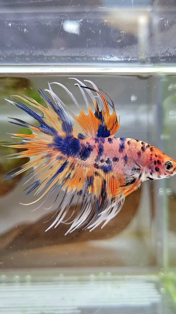 CROWNTAIL YELLOW BLUE DOTS ORANGE MULTICOLOR BETTA FISH