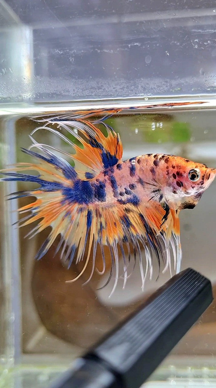 CROWNTAIL YELLOW BLUE DOTS ORANGE MULTICOLOR BETTA FISH