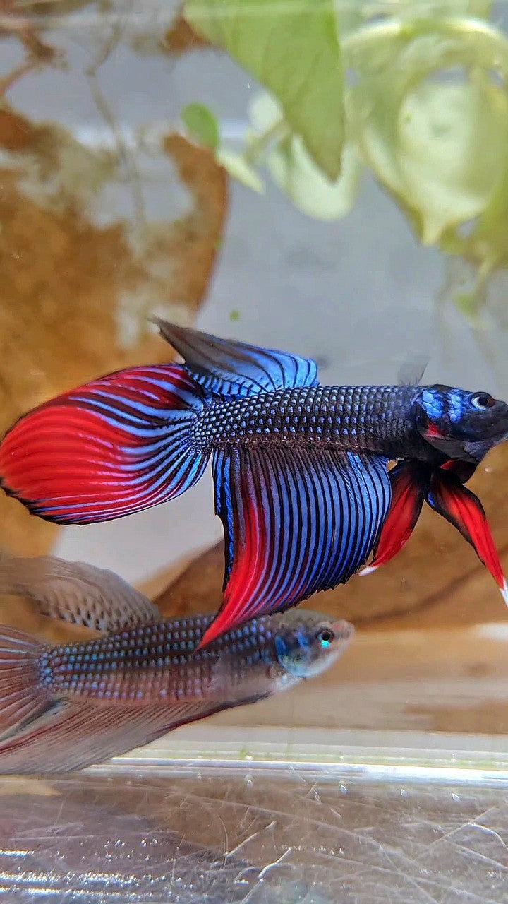 LONGFIN VEILTAIL IMBELIS BLUE RED HYBRID WILD BETTA FISH