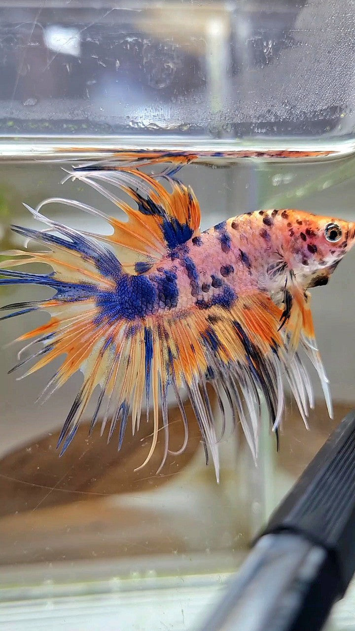 CROWNTAIL YELLOW BLUE DOTS ORANGE MULTICOLOR BETTA FISH