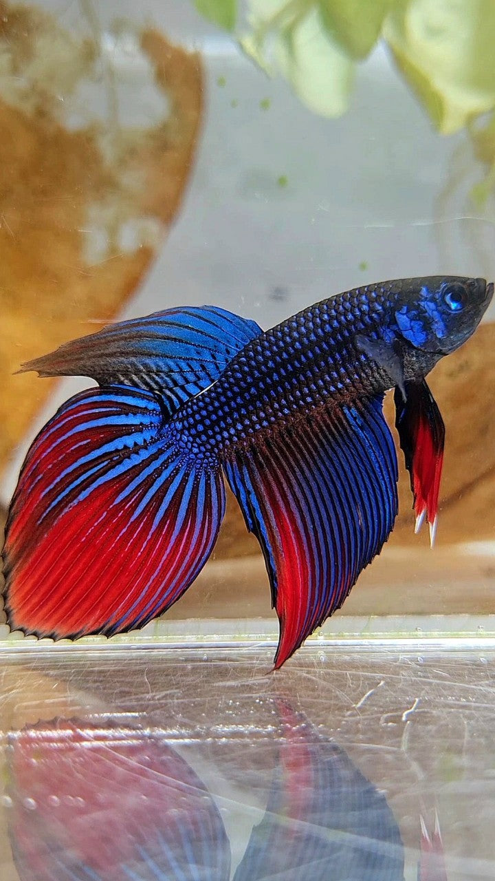 LONGFIN VEILTAIL IMBELIS BLUE RED HYBRID WILD BETTA FISH