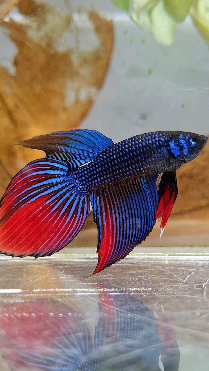 LONGFIN VEILTAIL IMBELIS BLUE RED HYBRID WILD BETTA FISH