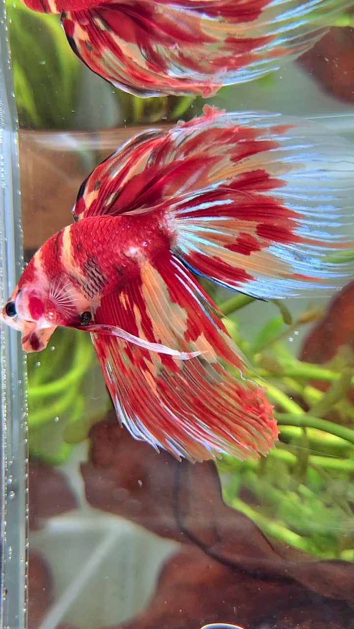 XL VEILTAIL ORANGE MARBLE NEMO FIRE MULTICOLOR BETTA FISH
