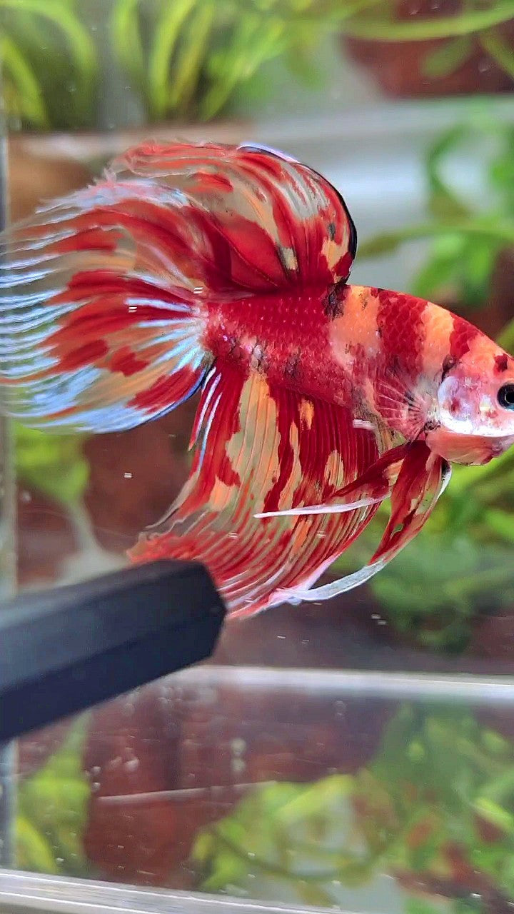XL VEILTAIL ORANGE MARBLE NEMO FIRE MULTICOLOR BETTA FISH