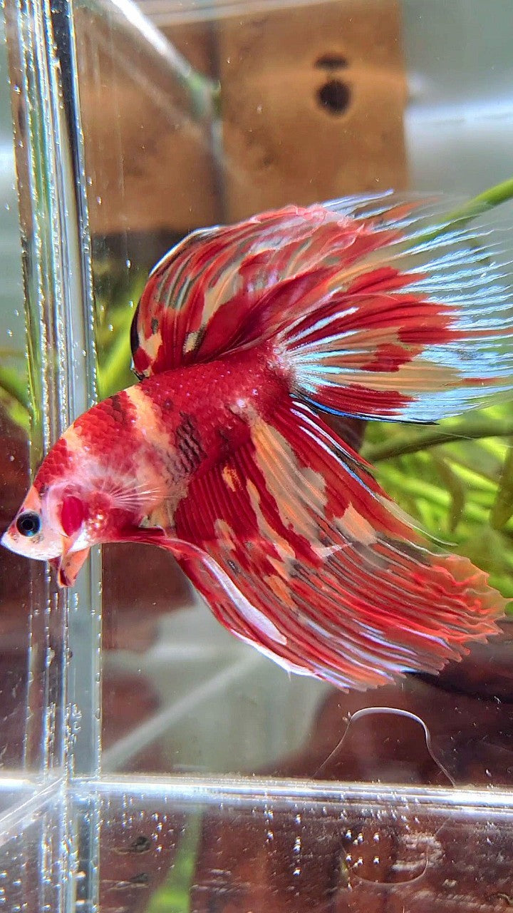 XL VEILTAIL ORANGE MARBLE NEMO FIRE MULTICOLOR BETTA FISH