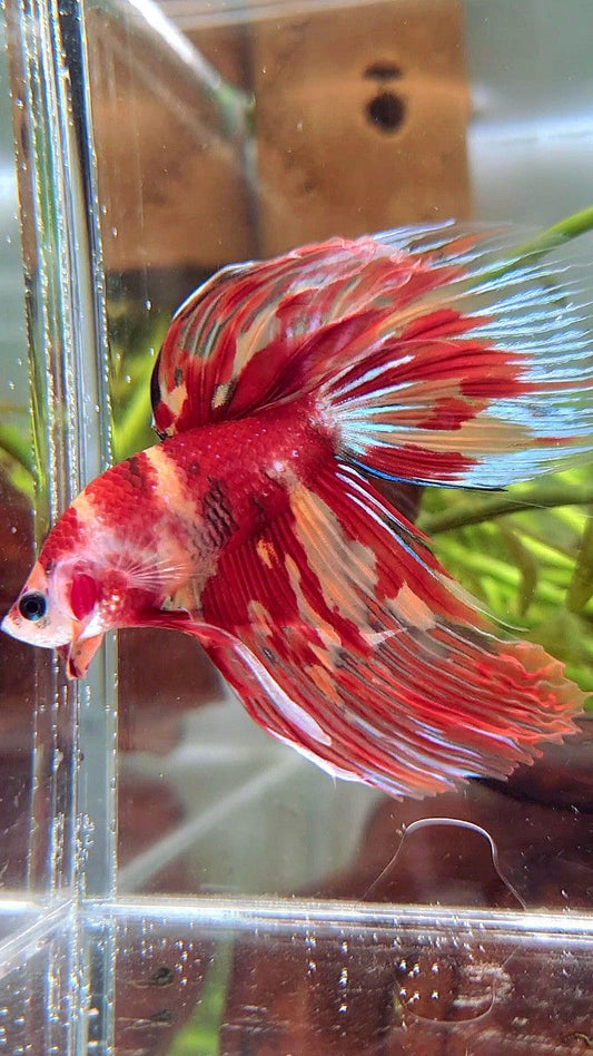 XL VEILTAIL ORANGE MARBLE NEMO FIRE MULTICOLOR BETTA FISH