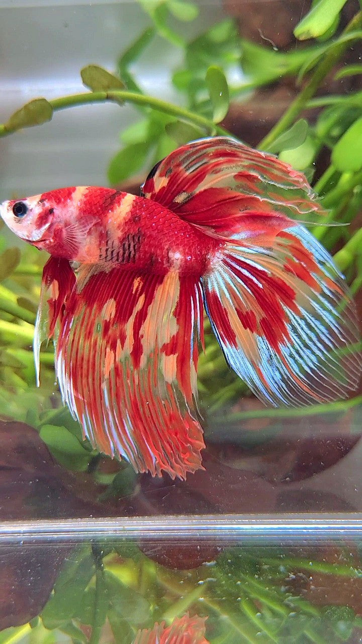 XL VEILTAIL ORANGE MARBLE NEMO FIRE MULTICOLOR BETTA FISH